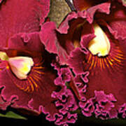 Rich Burgundy Orchids Poster