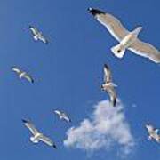 Ring Billed Gulls Overhead Poster