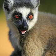Ring-tailed Lemur Calling Poster
