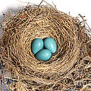 Robins Nest With Eggs Poster