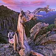 Rocky Mountains Bristlecone Pine Tree Poster