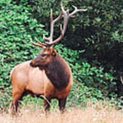 Roosevelt Bull Elk Poster