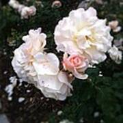 Rose Garden @ Huntington Library Poster