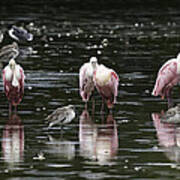 Roseate Reflections - Spoonbill Nature Scene Poster