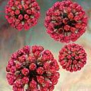 Rubella Virus Particles Poster