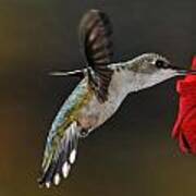 Ruby Throated Hummingbird Poster