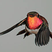 Rufous Hummingbird Downstroke Poster