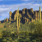 Saguaro Cacti And Superstition Poster