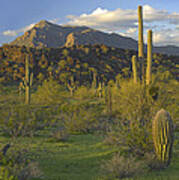 Saguaro Cacti Picacho Mountains Picacho Poster