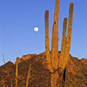 Saguaro Carnegiea Gigantea Cactus Poster