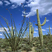 Saguaro Carnegiea Gigantea Cactus Poster