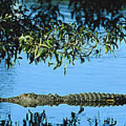 Saltwater Crocodile Australia Poster