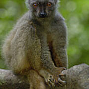Sanfords Brown Lemur Eulemur Fulvus Poster