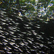 Schooling Fish Under Red Mangrove Poster