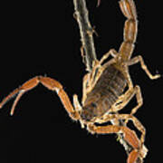 Scorpion Showing Stinger And Claws Poster