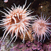 Sea Anemones In  Admiralty Inlet Poster