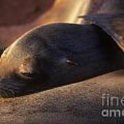 Sea Lion - Galapagos Poster