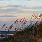 Sea Oats Blowing In The Wind Poster