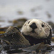 Sea Otter In Kelp Bed Poster