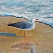 Seagull By The Shore Poster