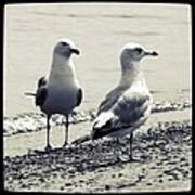 Seagull Pair Poster