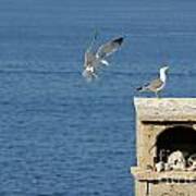 Seagulls Landing On Wall Overlooking Sea Poster