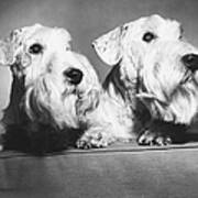 Sealyham Terriers Poster