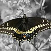 Select Color Swallowtail Butterfly Poster