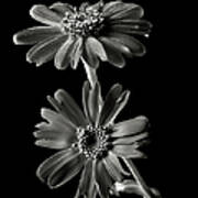 Senecio Stellata In Black And White Poster