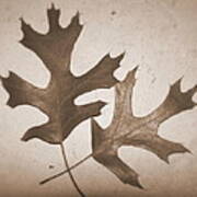 Sepia Leaves Poster