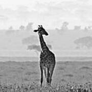 Serengeti Morning Poster