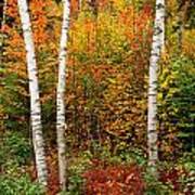 Shelburne Birches 2 Poster