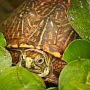 Shelly The Box Turtle Poster