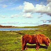 Shetland's Pony Poster