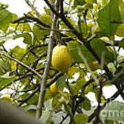 Sicilian Lemon Tree Poster