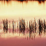 Silhouette Of Grass Against Reflection Poster