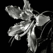 Silk Flower In Black And White Poster