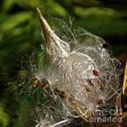 Silky Milkweed Poster