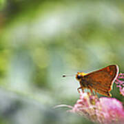 Skipper Butterfly Dreamscape Poster