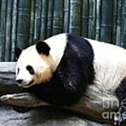 Sleeping Panda Poster