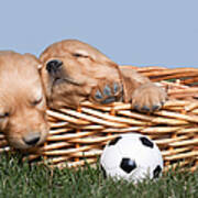 Sleeping Puppies In Basket And Toy Ball Poster