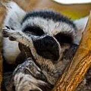 Sleepy Lemur Poster
