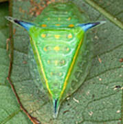 Slug Caterpillar In French Guiana Poster
