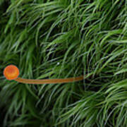 Small Orange Mushroom In Moss Poster