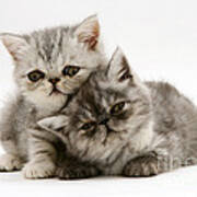 Smoke And Silver Exotic Shorthair Kitten Poster