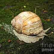 Snail Crossing The Path 01 Poster