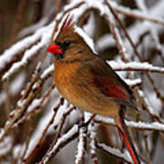 Snowbirds--cardinal Dsb025 Poster