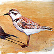 Snowy Plover Poster