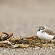 Snowy Plover In Winter Plumage Point Poster