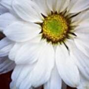 Snowy White Daisy....symbolizes Purity Poster